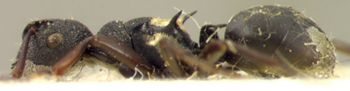 Media type: image; Entomology 21656   Aspect: habitus lateral view